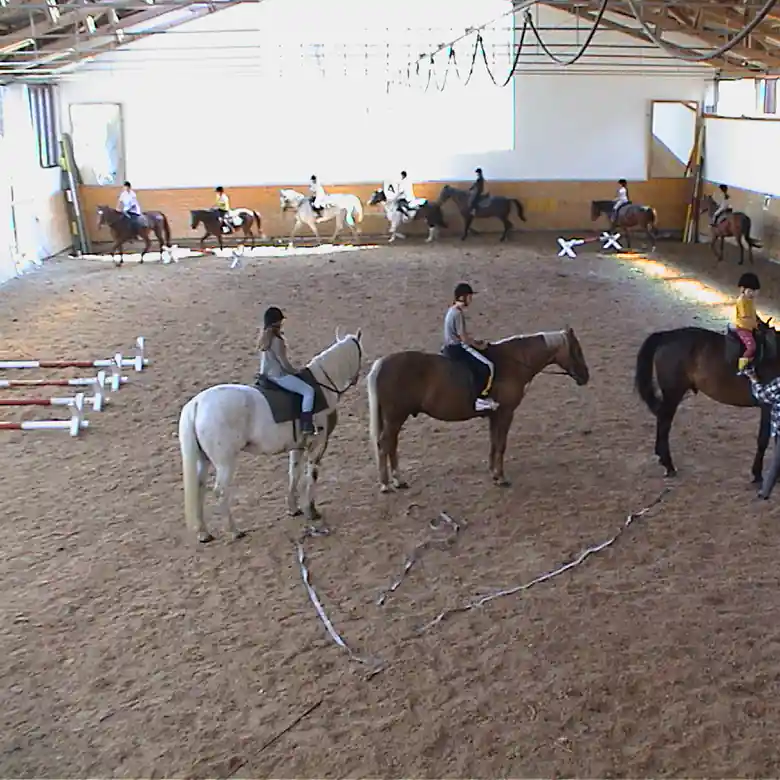 7 / 7: Reitschule Mösl-Haregg in Seekirchen 7 / 7: Reitschule Mösl-Haregg in Seekirchen